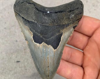 4.3 inch Megalodon Shark Tooth Fossil – Authentic No Repair Meg Teeth