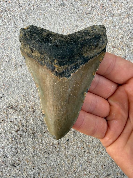 3.92 inch Megalodon Shark Tooth Fossil – Authentic No Repair Meg Teeth