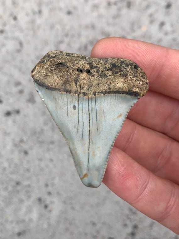 Great White Fossil Shark Tooth - 2.24 Inches
