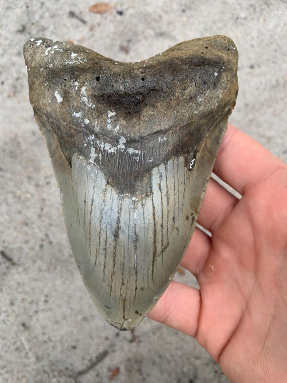 5.34 inch Megalodon Shark Tooth Fossil – Authentic, No Repair