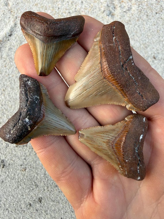 4 Chubutensis Shark Teeth -  Real Fossil Megalodon ancestor Tooth Fossils