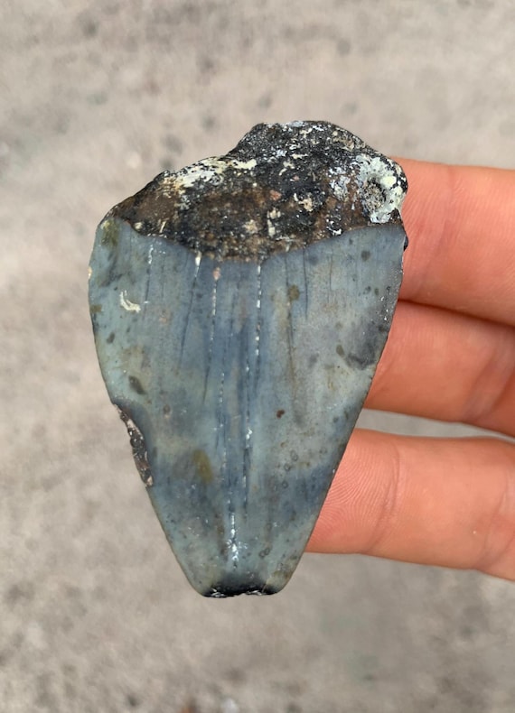 Great White Fossil Shark Tooth - 2.21 Inches