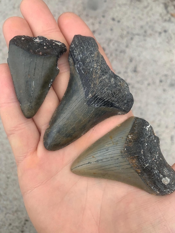 3 Shark Teeth - Megalodon, Great White, and Angustidens Fossil Shark Tooth