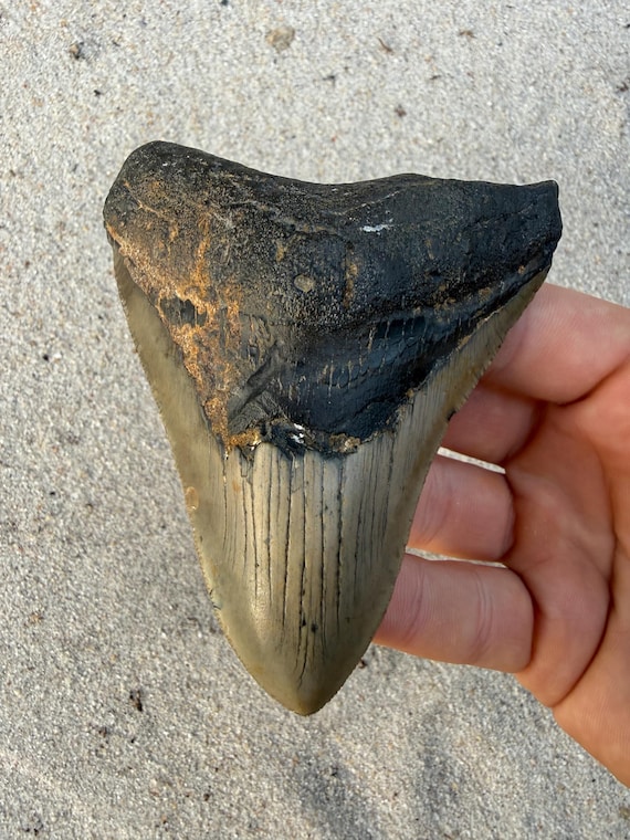 4.16 inch Megalodon Shark Tooth, Authentic, No Repair Meg Teeth Fossils