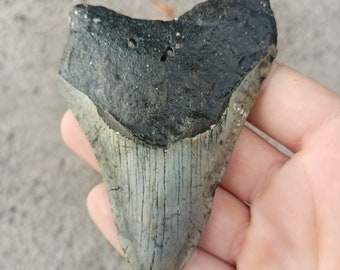 Megalodon Tooth - 3.94 inches. Real Fossil Megalodon Shark Tooth, Authentic Shark Tooth Fossil, Huge Megalodon Tooth, Meg Teeth