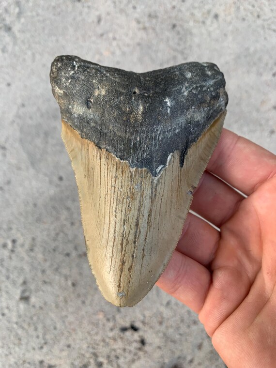 Megalodon Tooth - 4.63 inches