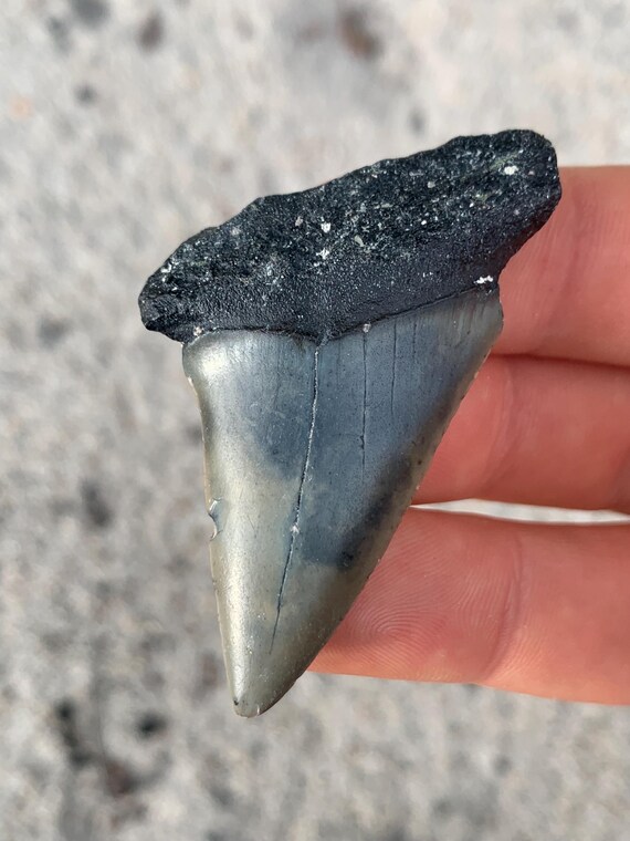 C. Hastalis Mako Fossil Shark Tooth - 2.28 Inches