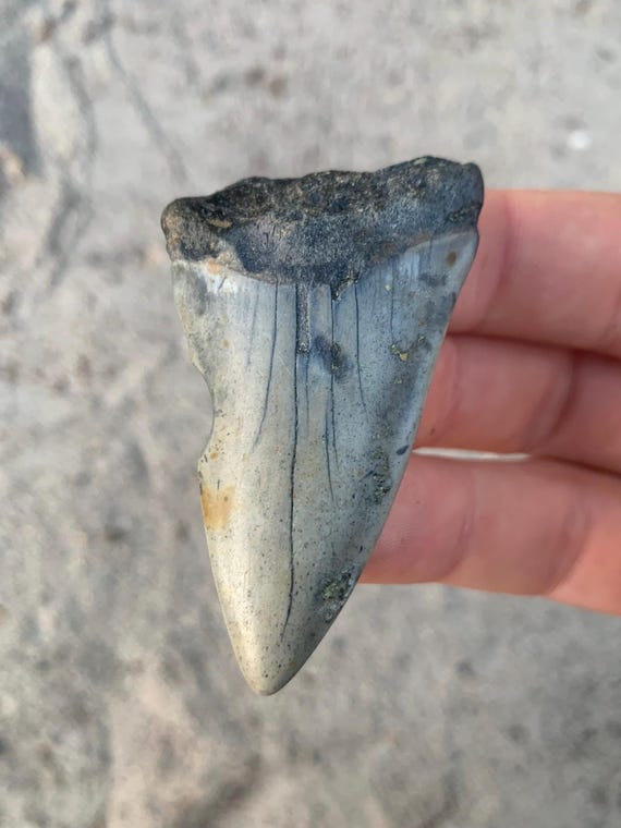 2.45 inch C. Hastalis White Shark Fossil Shark Tooth