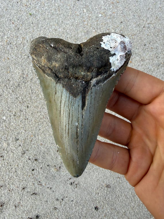 4.11 inch Megalodon Shark Tooth Fossil – Authentic, No Repair Meg Teeth