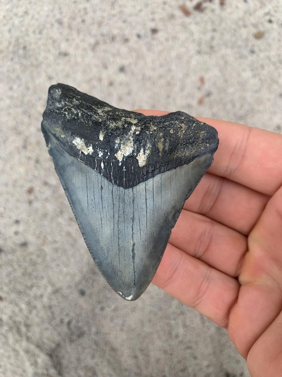 3.39 inch Megalodon Shark Tooth Fossil – Authentic, No Repair Meg Teeth