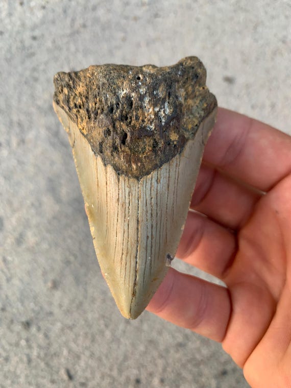 Real Megalodon Shark Tooth Fossil - 3.42 inch Authentic Meg Tooth