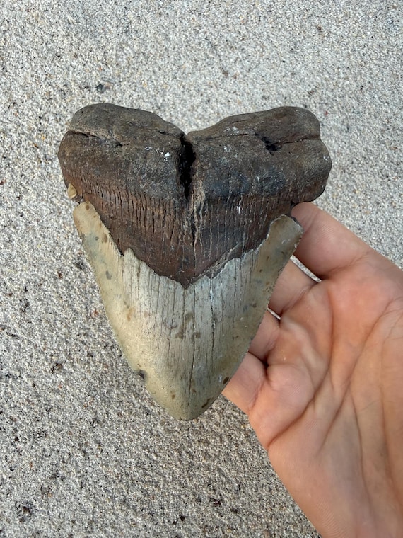 5.11 inch Megalodon Shark Tooth Fossil – Authentic, No Repair Meg Teeth