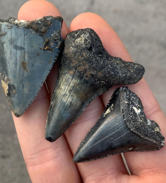 3 Great White Shark Teeth Fossils - Authentic No Repair