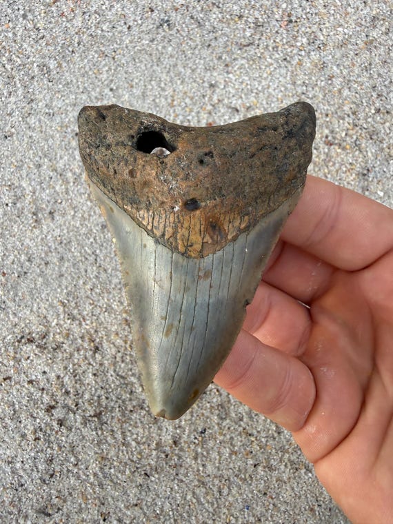 3.55 inch Megalodon Shark Tooth Fossil – Authentic No Repair Meg Teeth