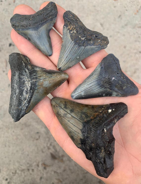 5 Megalodon Shark Teeth Fossils -  Real Meg Tooth bundle, Authentic, No Repairs