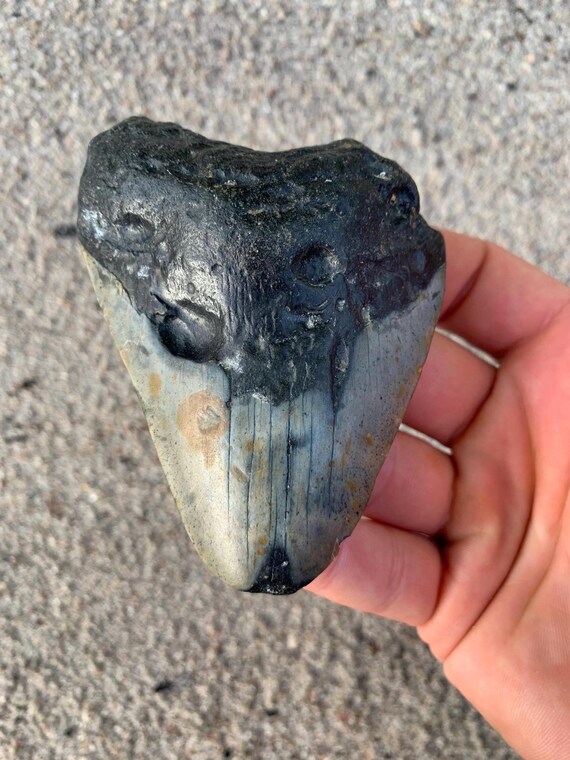 Megalodon Tooth - 3.81 inches