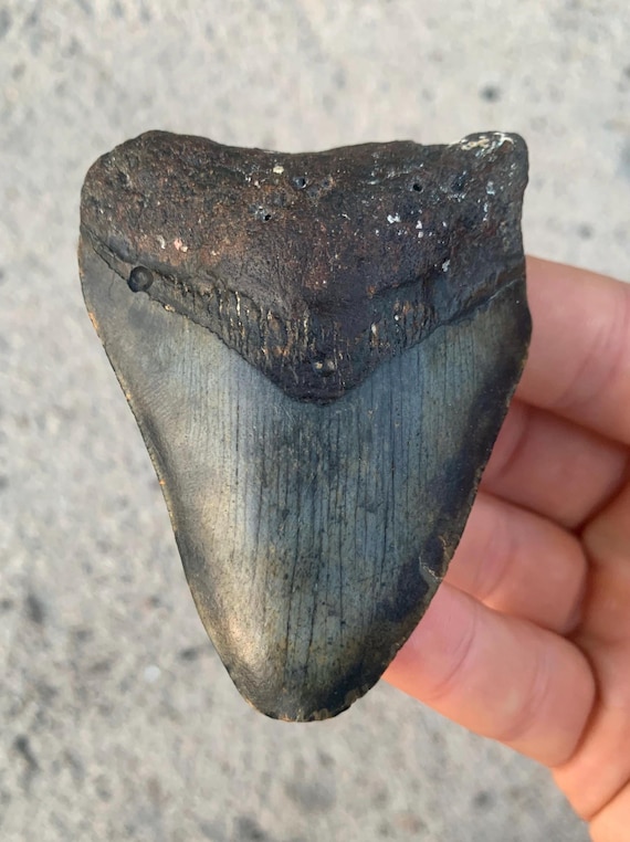 Megalodon Tooth - 3.1 inches