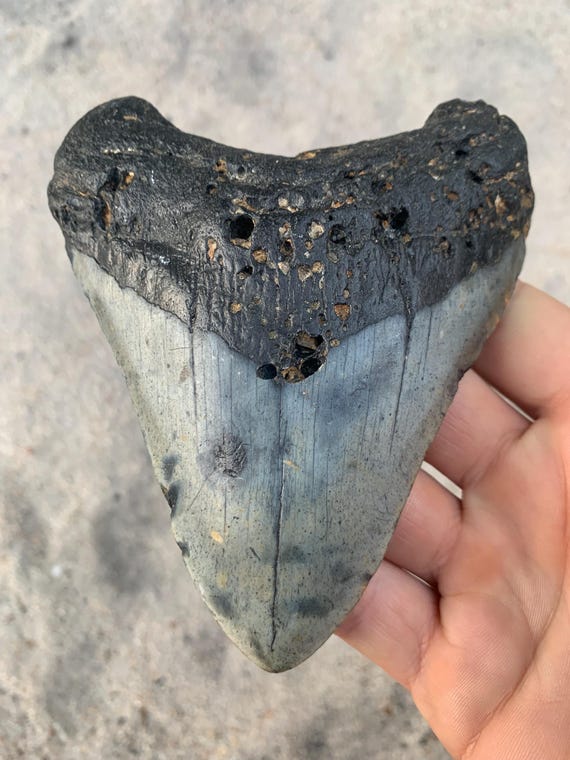 Megalodon Tooth - 4.93 inches