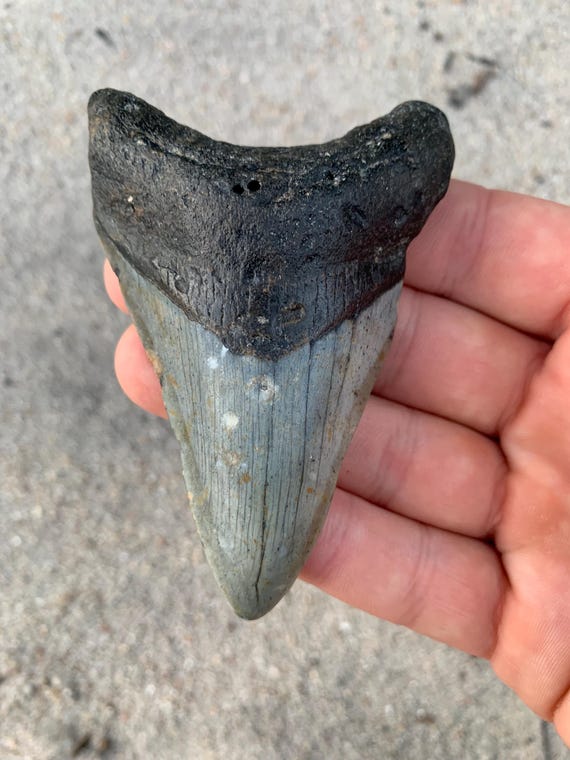 Megalodon Tooth - 3.56 inches