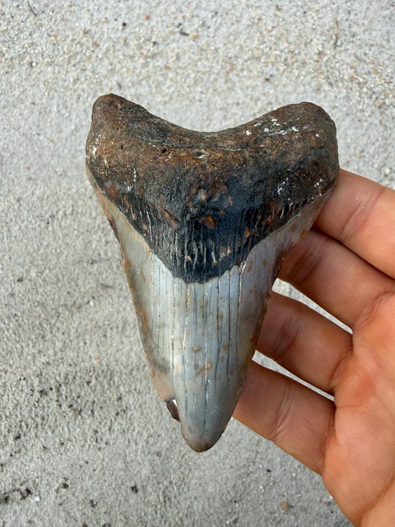 4.32 inch Megalodon Shark Tooth Fossil – Authentic, No Repair Meg Teeth