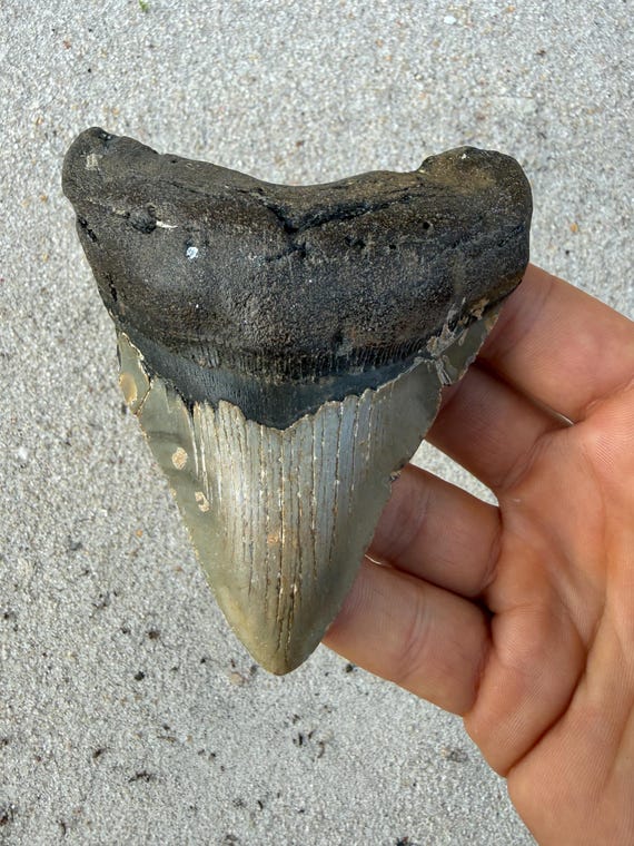 4.26 inch Megalodon Shark Tooth Fossil – Authentic, No Repair Meg Teeth