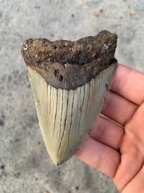 4.08 inch Real Fossil Megalodon Shark Tooth, Authentic Fossil Meg Teetth