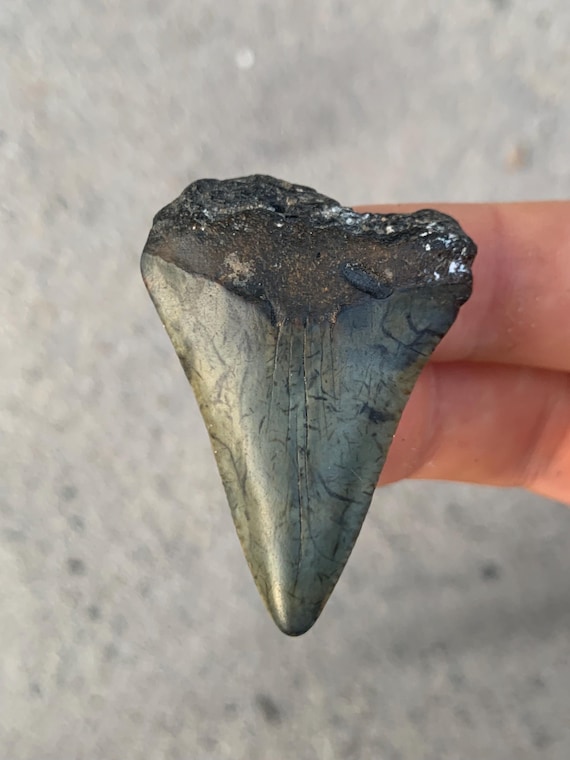 C. Hastalis Mako Shark Tooth Fossil - 1.95 Inches