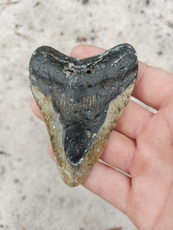 Megalodon Tooth - 3.64 inches. Real Fossil Megalodon Shark Tooth, Authentic Shark Tooth Fossil, Huge Megalodon Tooth, Meg Teeth