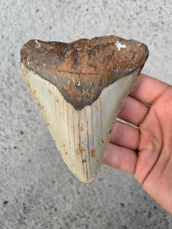 Megalodon Tooth - 4.62 inches