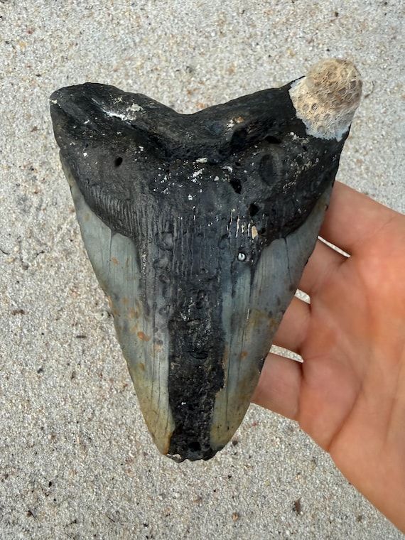5.64 inch Megalodon Shark Tooth Fossil – Authentic, No Repair Meg Teeth