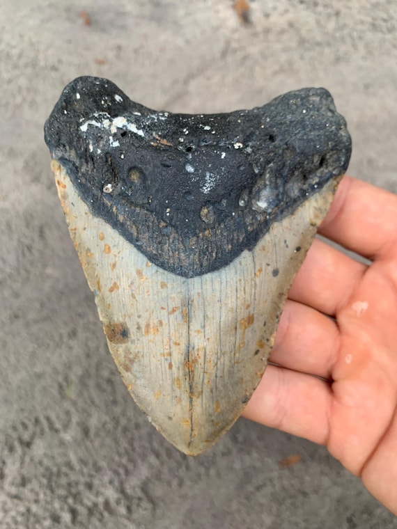 Megalodon Tooth - 4.81 inches