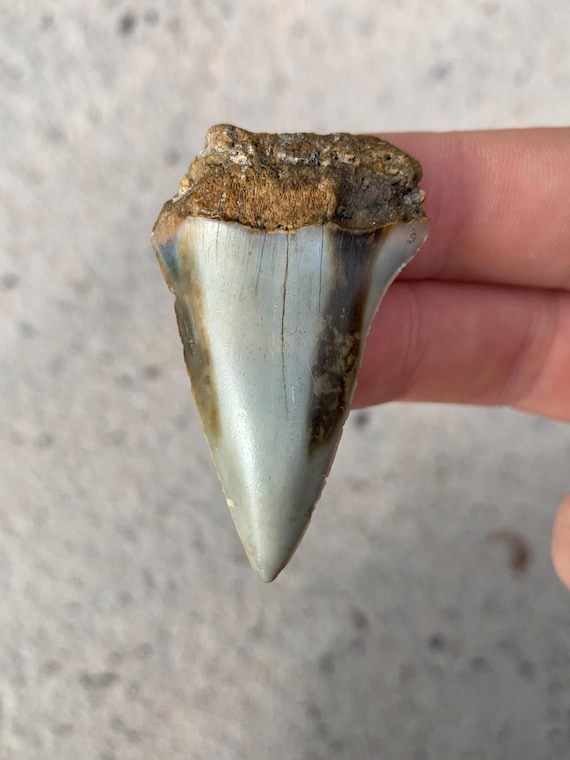 C. Hastalis Mako Fossil Shark Tooth - 2.06 Inches