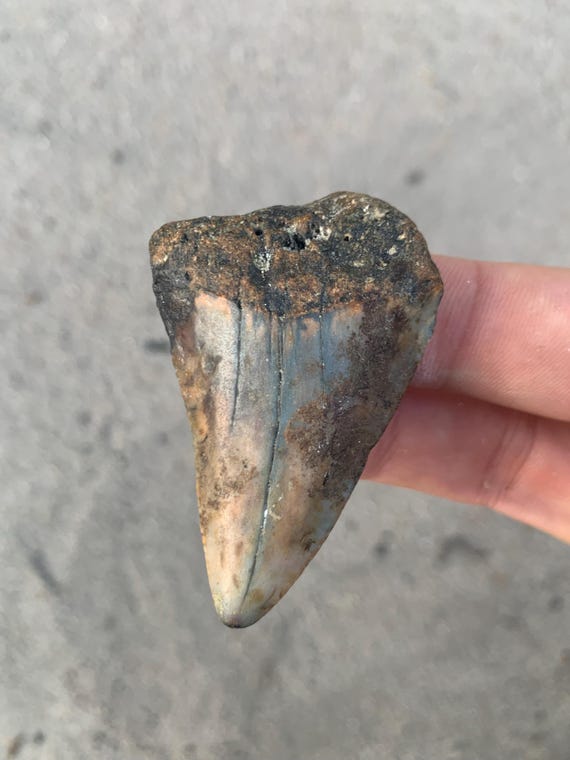 2.22 inch Great White Fossil Shark Tooth