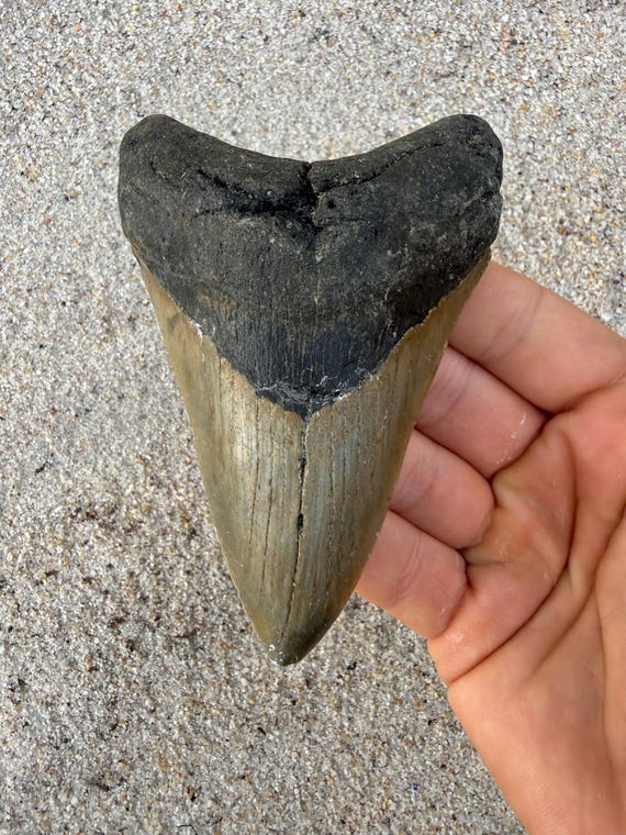 4.48 inch Megalodon Shark Tooth Fossil – Authentic No Repair Meg Teeth