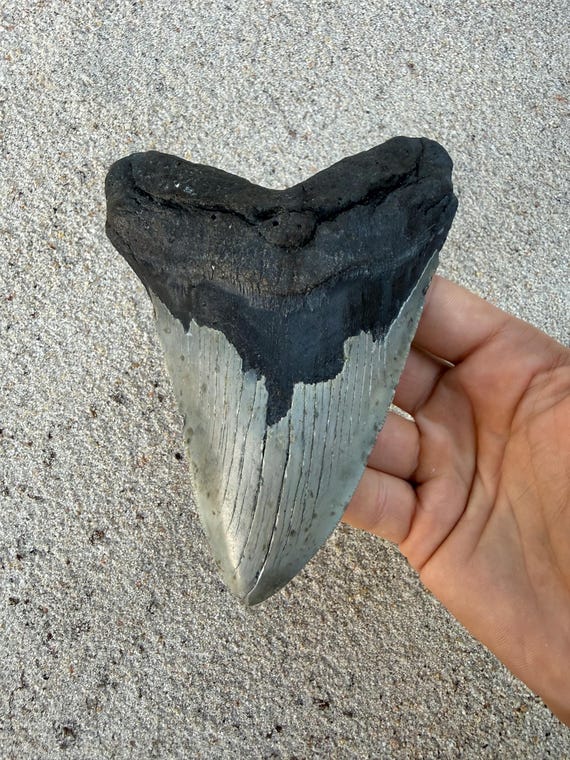 5.79 inch Megalodon Shark Tooth Fossil – Authentic, No Repair Meg Teeth