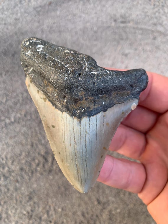 3.67 inch Megalodon Shark Tooth Fossil – Authentic, No Repair Meg Teeth