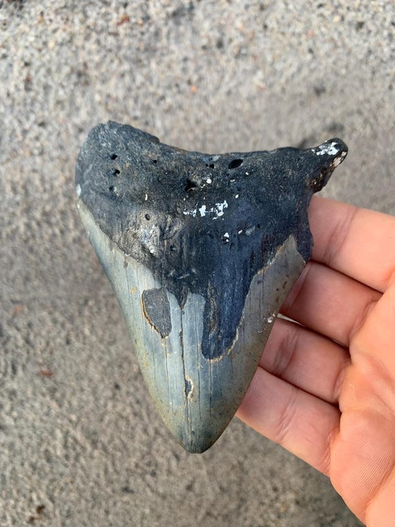 4.5 inch Megalodon Shark Tooth Fossil – Authentic, No Repair