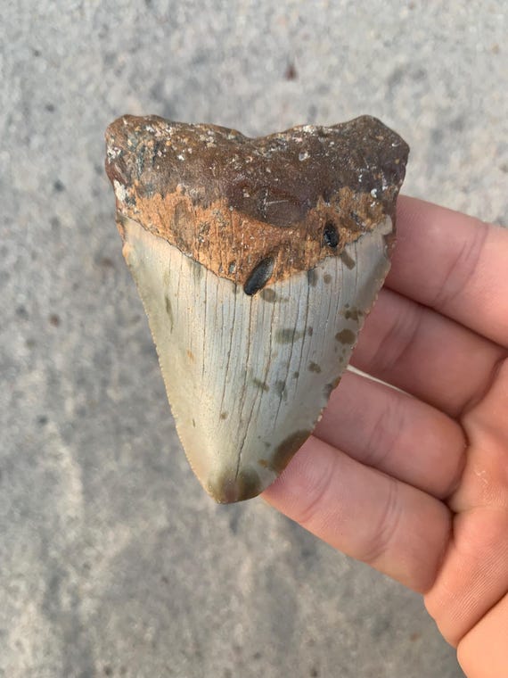 3.26 inch Megalodon Shark Tooth Fossil – Authentic, No Repair Meg Teeth