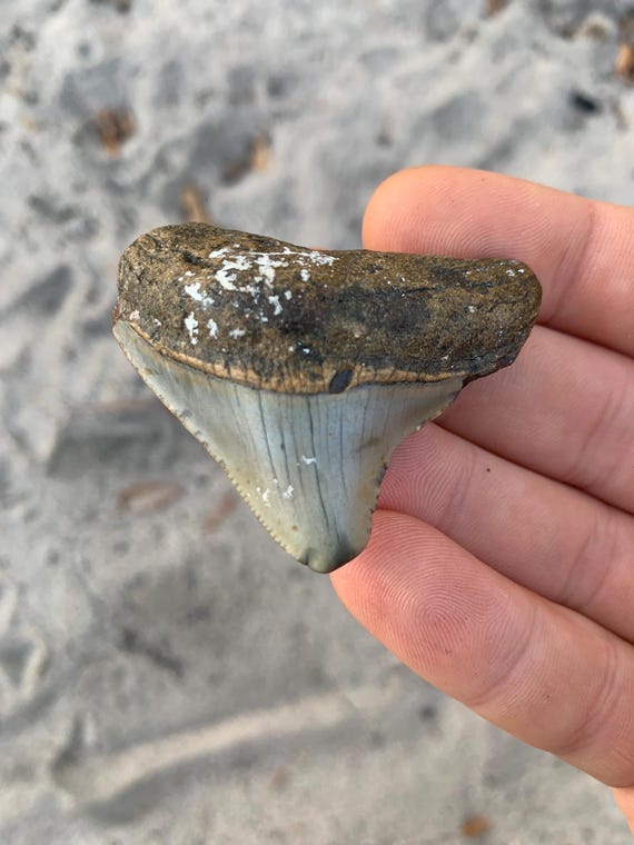 Posterior Megalodon Tooth - 2 in wide x 1.79