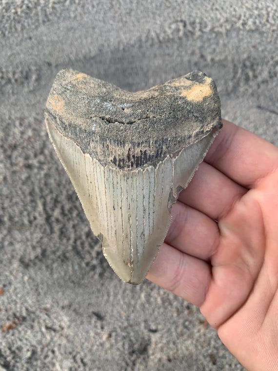 Megalodon Tooth - 4.04 inches
