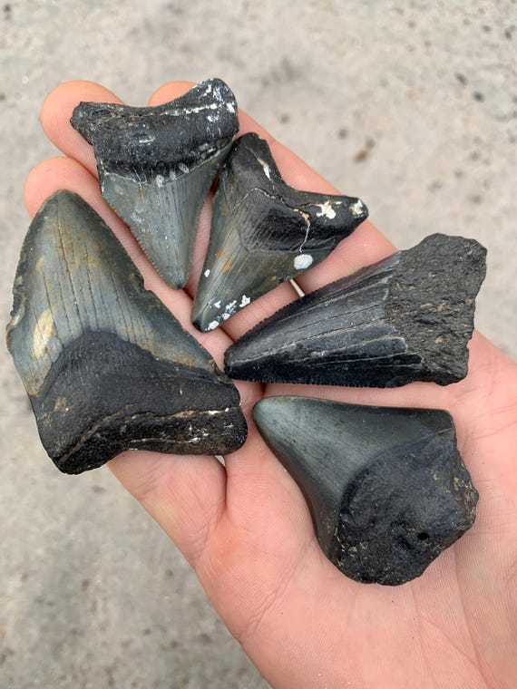5 Megalodon Shark Teeth Fossils -  Real Meg Tooth bundle, Authentic, No Repairs