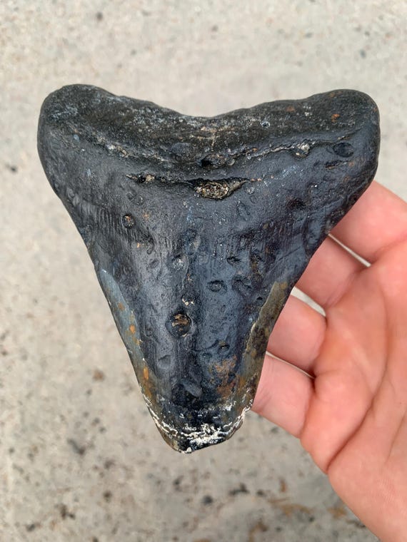 Megalodon Tooth - 4.79 inches