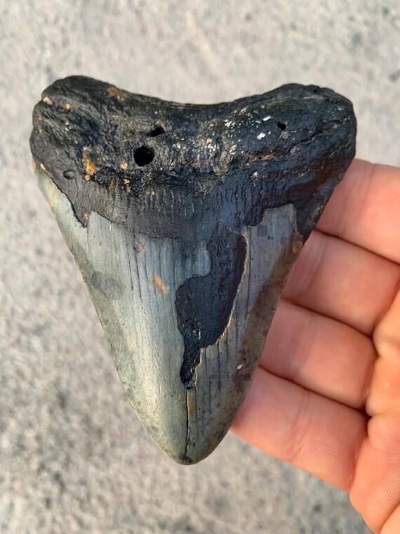Megalodon Tooth - 4.17 inches