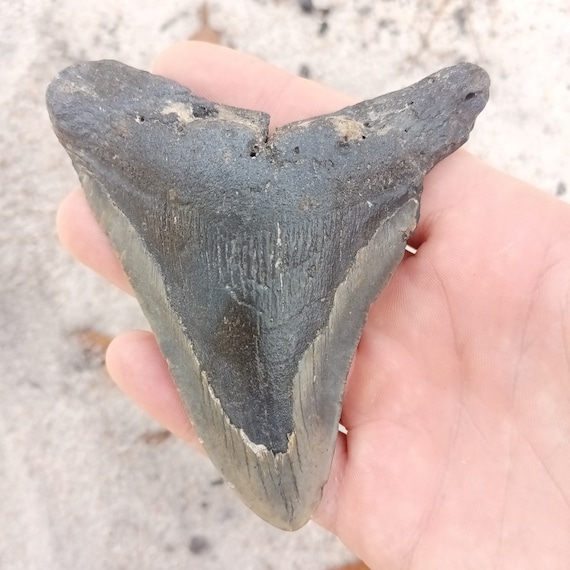 Megalodon Tooth - 4.26 inches
