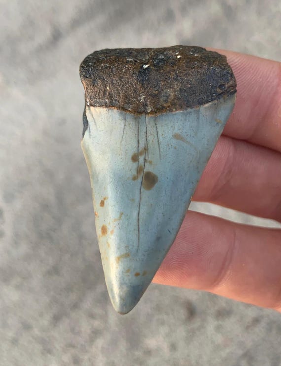 C. Hastalis Mako Fossil Shark Tooth - 2.17 Inches