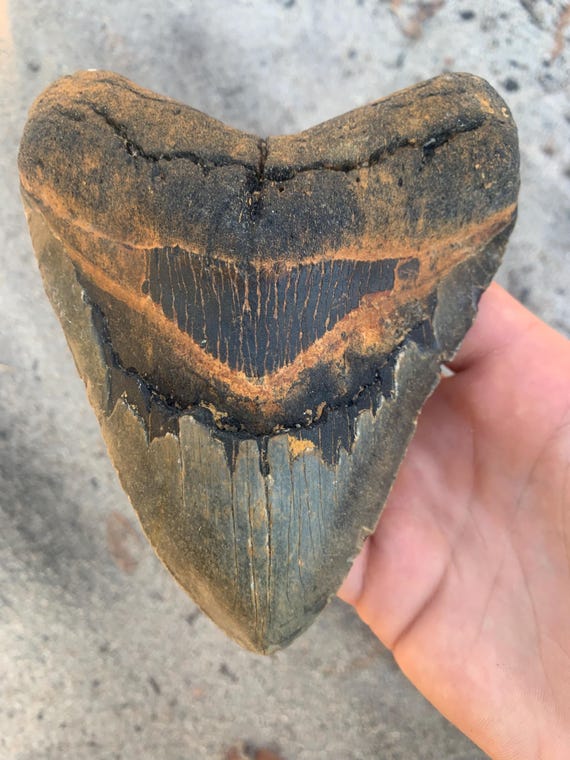 Megalodon Tooth - 5.71 inches