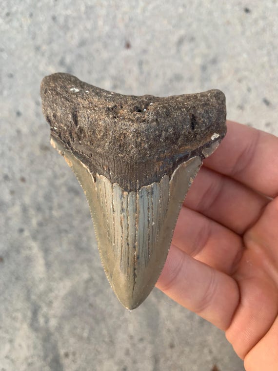 3.55 inch Megalodon Shark Tooth Fossil – Authentic, No Repair Meg Teeth