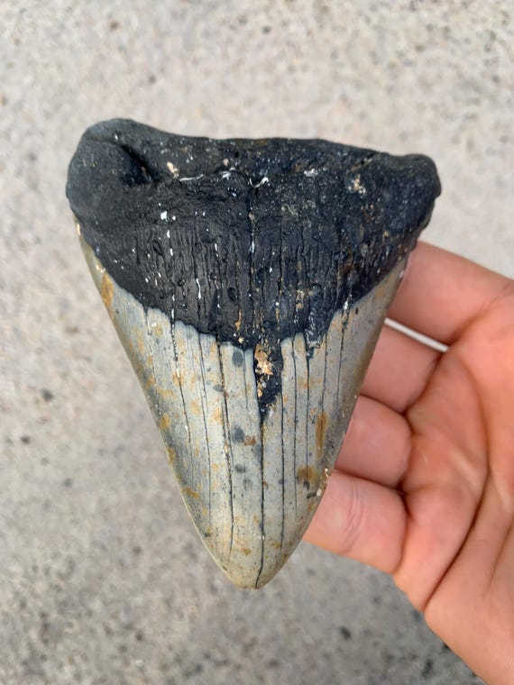 Megalodon Tooth - 5.0 inches