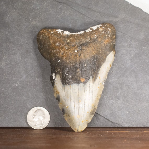 Megalodon Tooth - 4.79 inches. Real Fossil Megalodon Shark Tooth, Authentic Shark Tooth Fossil, Huge Megalodon Tooth, Meg Teeth
