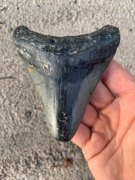Megalodon Tooth - 4.21 inches